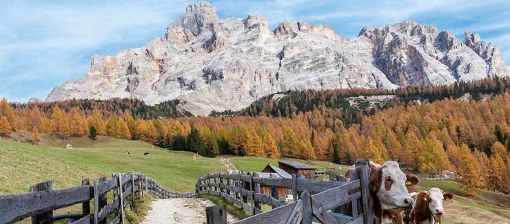 Tradizioni autunnali in ALTO ADIGE