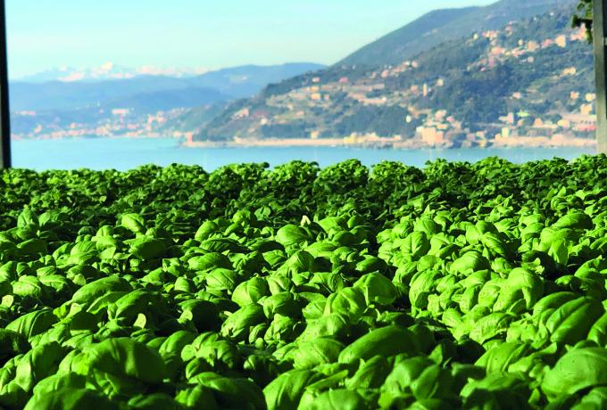 L’oro verde di Genova